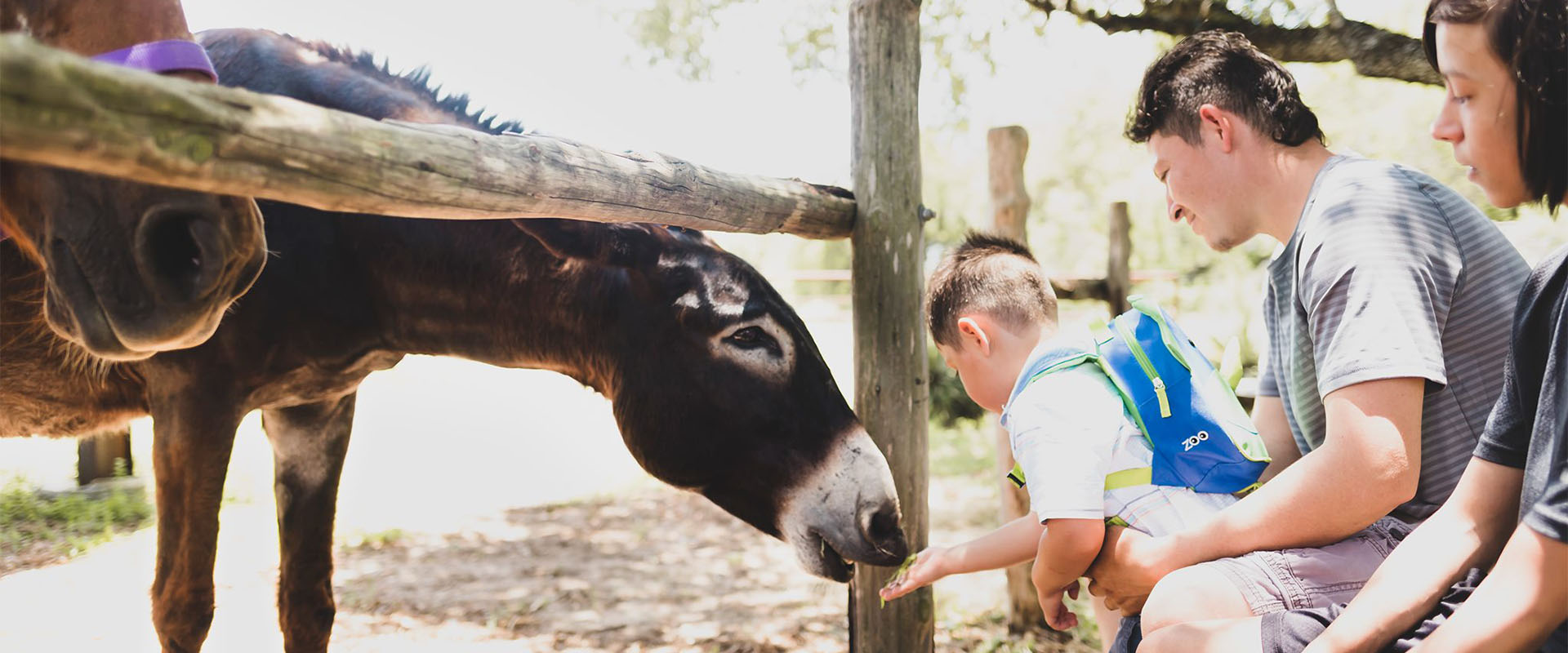 Man helps son feed donkey 